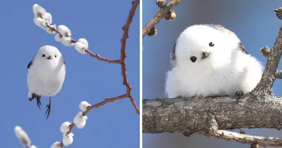 Passarinho que parece uma bolinha de algodão é um dos animais mais lindos do mundo