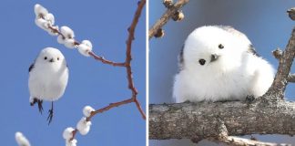 Passarinho que parece uma bolinha de algodão é um dos animais mais lindos do mundo