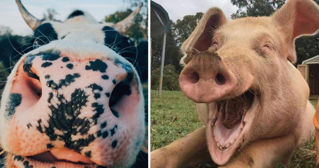 9 selfies de animais que farão seu dia mais feliz