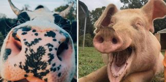 9 selfies de animais que farão seu dia mais feliz