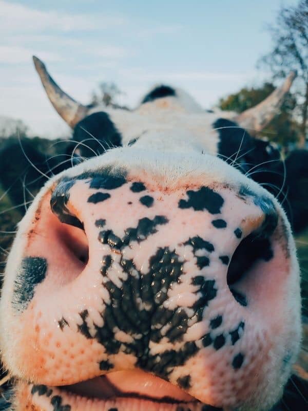 portalraizes.com - 9 selfies de animais que farão seu dia mais feliz