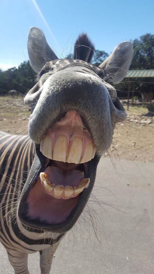 portalraizes.com - 9 selfies de animais que farão seu dia mais feliz