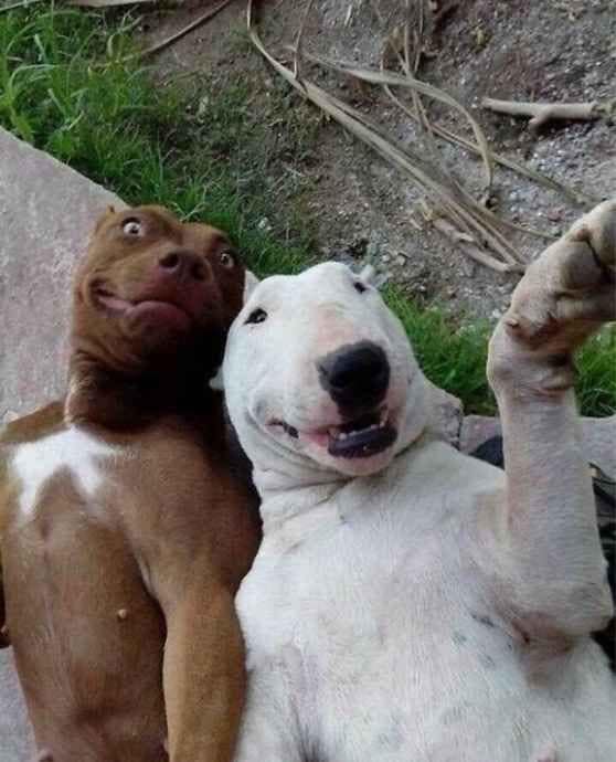 portalraizes.com - 9 selfies de animais que farão seu dia mais feliz