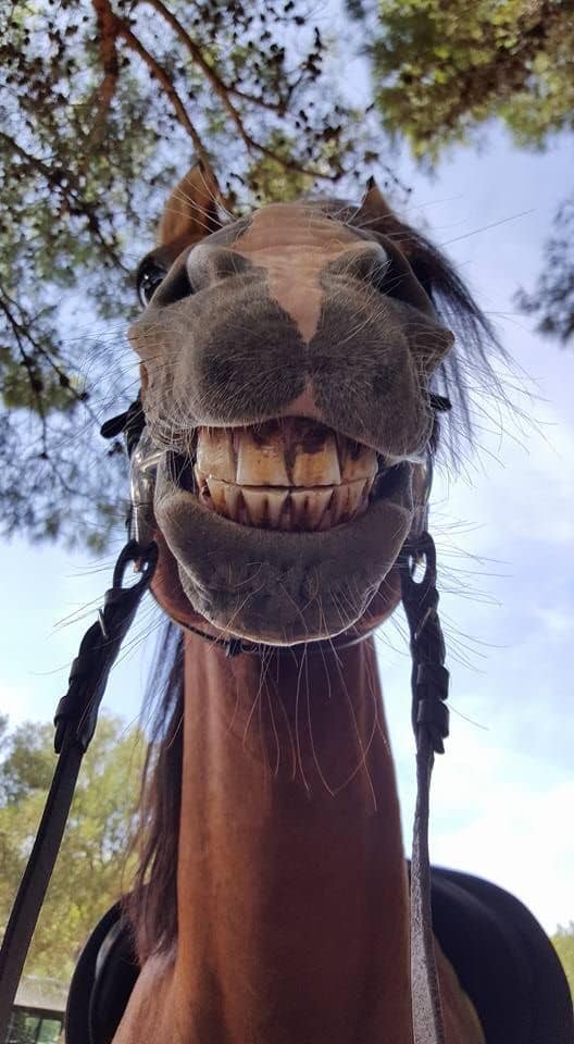 portalraizes.com - 9 selfies de animais que farão seu dia mais feliz