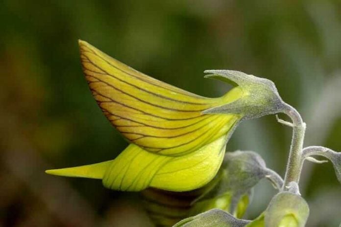 portalraizes.com - A fascinante flor australiana cujas pétalas formam beija-flores