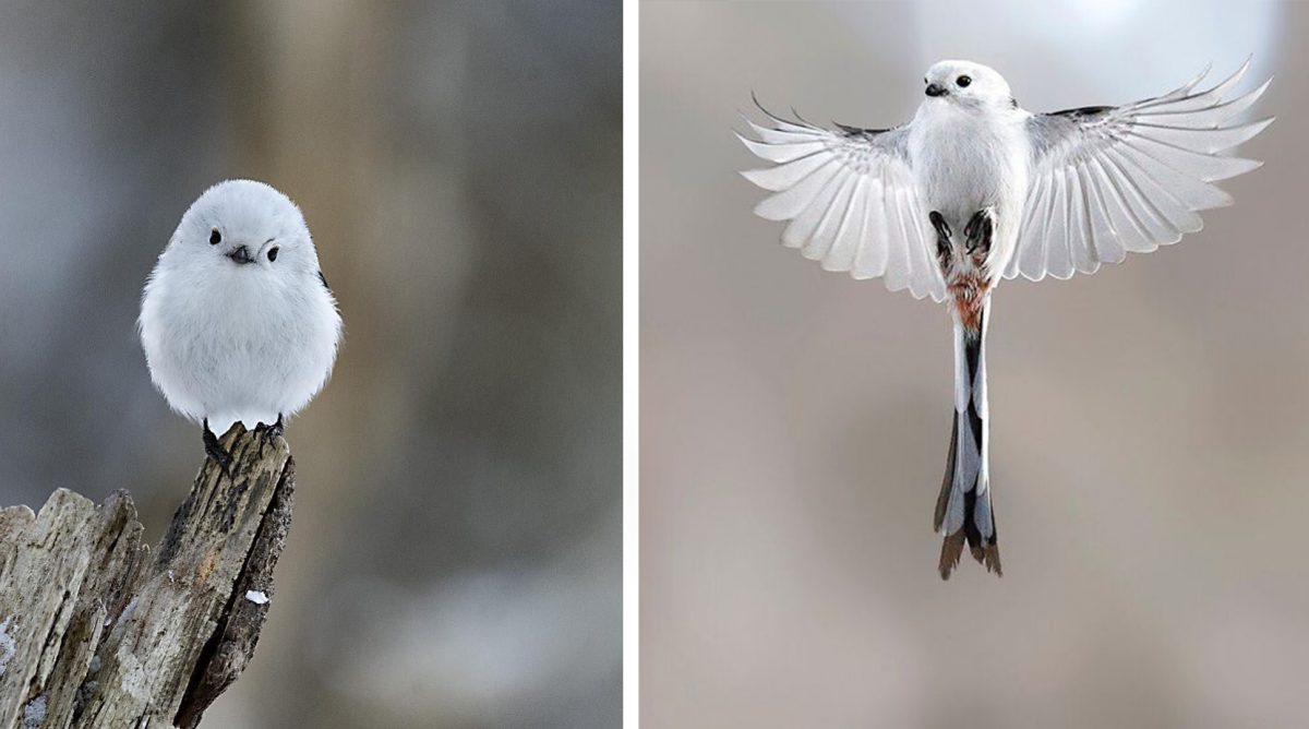 portalraizes.com - Passarinho que parece uma bolinha de algodão é um dos animais mais lindos do mundo