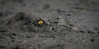 Imagem de crocodilo camuflado na lama leva prêmio de melhor fotografia