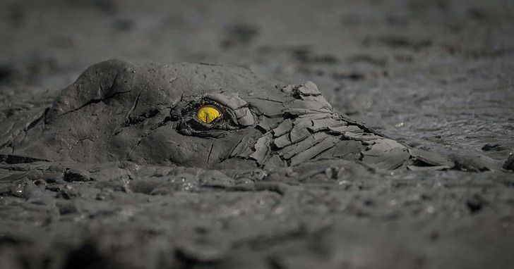 portalraizes.com - Imagem de crocodilo camuflado na lama leva prêmio de melhor fotografia