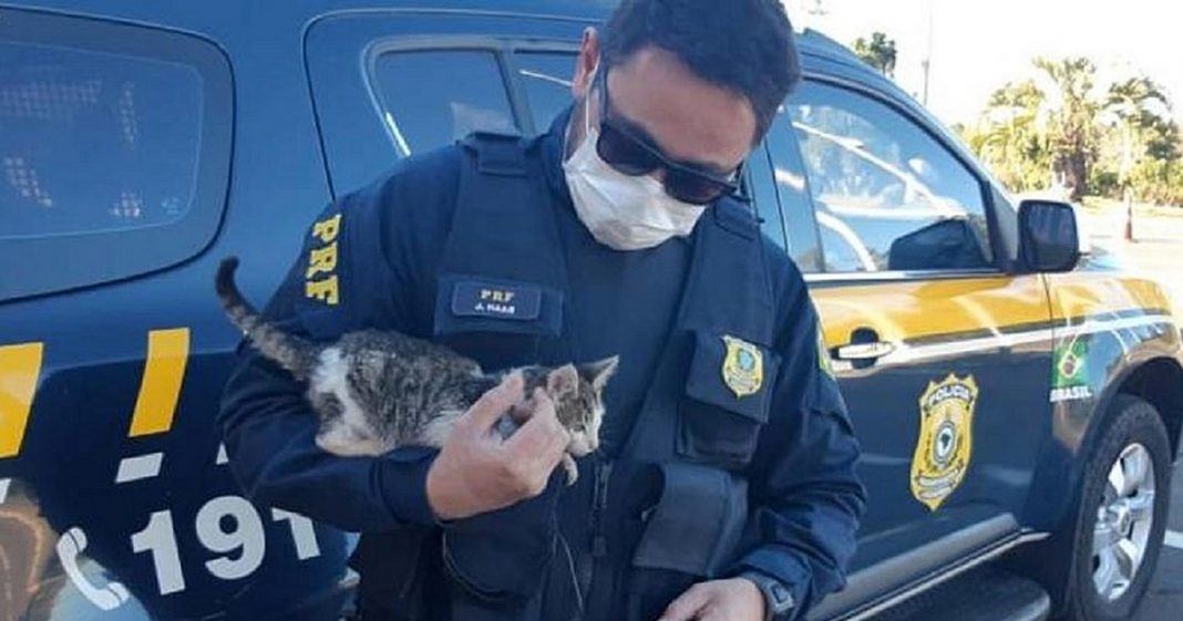Policial rodoviário flagra gato sendo arremessado de carro, autua motorista e adota filhote