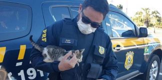 Policial rodoviário flagra gato sendo arremessado de carro, autua motorista e adota filhote