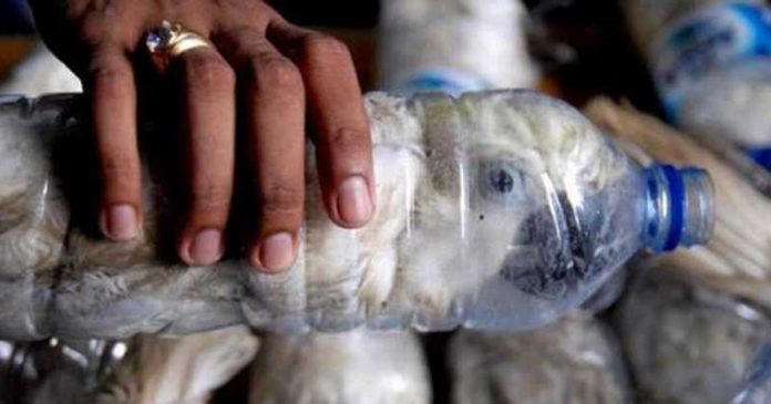 images_noticias_not1505_INDONESIA_102_546-blog-smuggle1