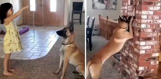 Cachorro e menina brincam de esconde-esconde e encantam internet