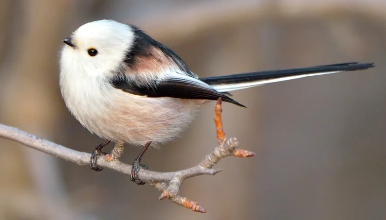 portalraizes.com - Passarinho que parece uma bolinha de algodão é um dos animais mais lindos do mundo