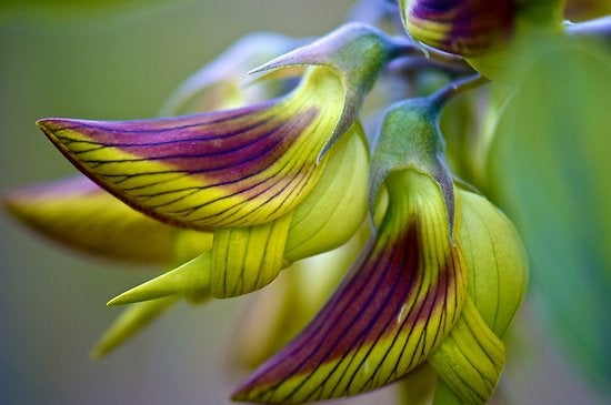 A fascinante flor australiana cujas pétalas formam beija-flores