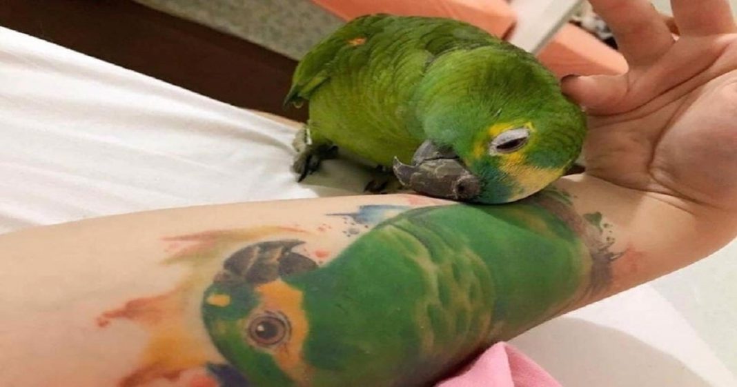 Papagaio reage lindamente ao ver imagem da parceira, que partiu, no braço de sua dona