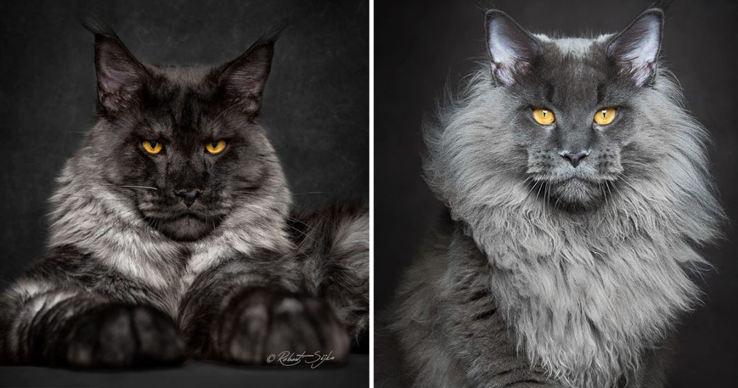 Animais místicos: Conheça a majestosa beleza dos gatos Maine Coon