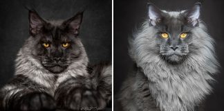 Animais místicos: Conheça a majestosa beleza dos gatos Maine Coon