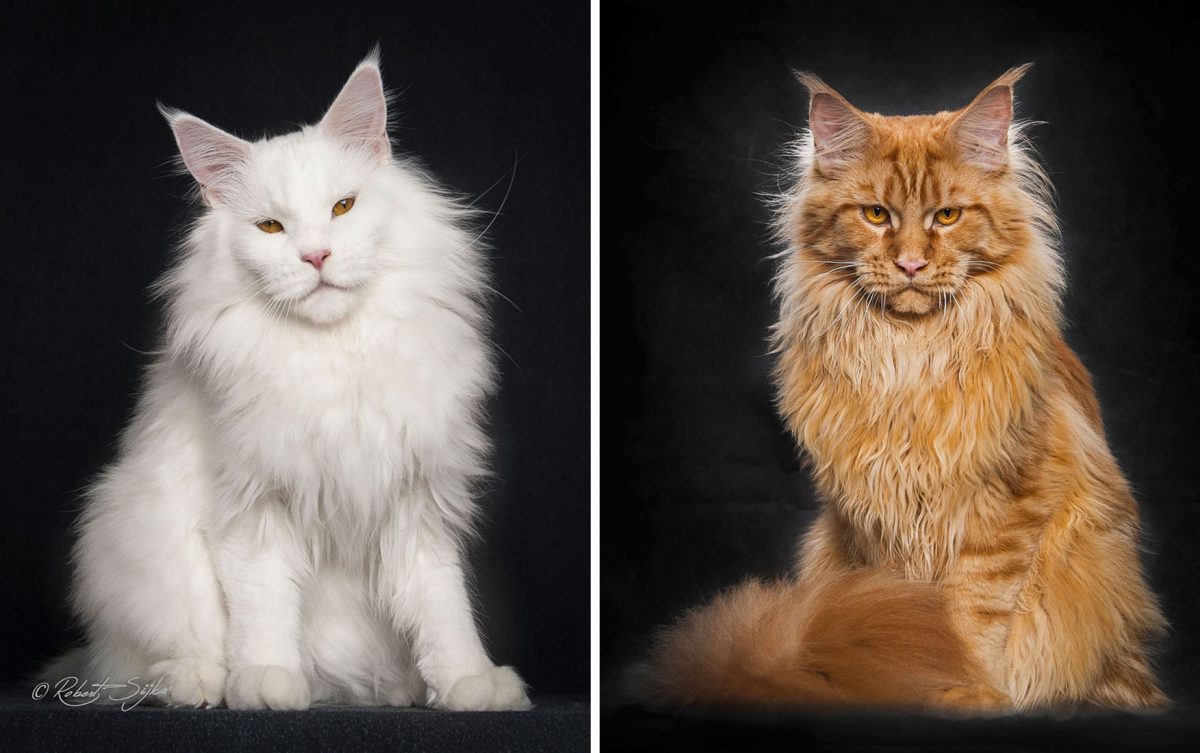 portalraizes.com - Animais místicos: Conheça a majestosa beleza dos gatos Maine Coon
