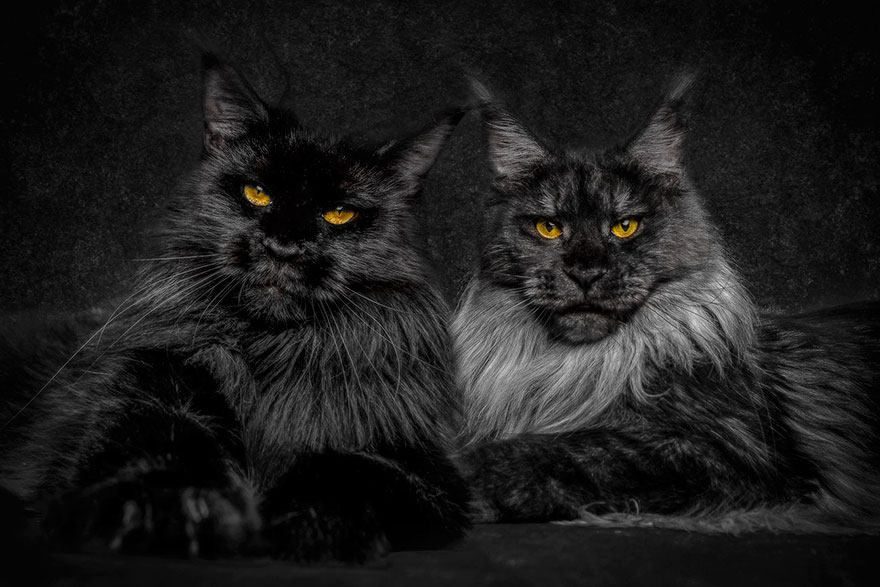 portalraizes.com - Animais místicos: Conheça a majestosa beleza dos gatos Maine Coon