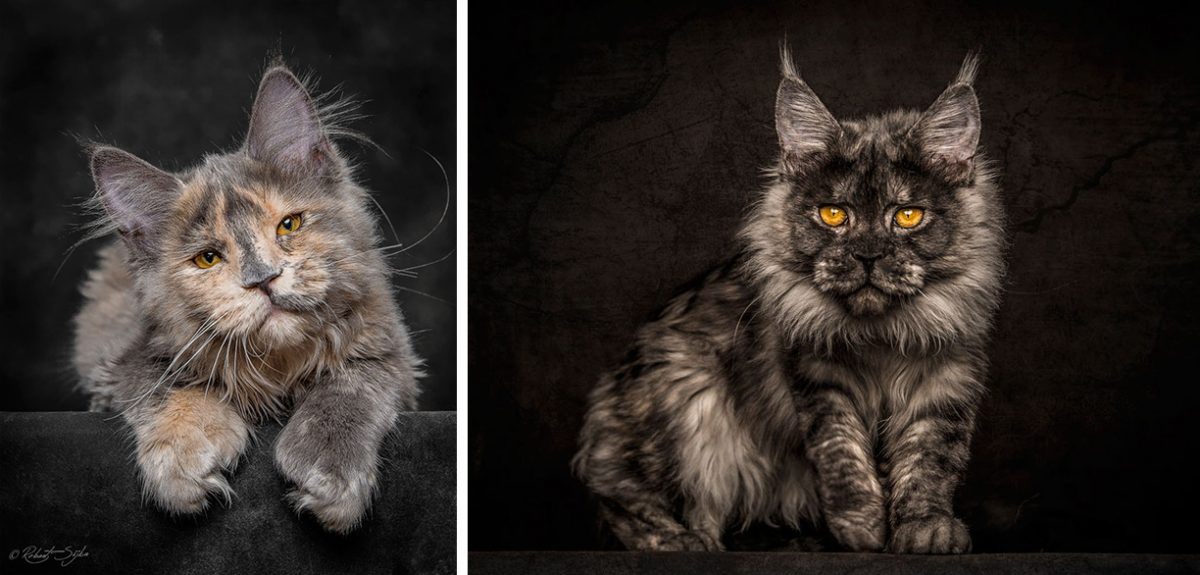 portalraizes.com - Animais místicos: Conheça a majestosa beleza dos gatos Maine Coon