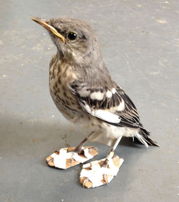 portalraizes.com - Este pássaro ferido recebeu "sapatos" para poder andar novamente
