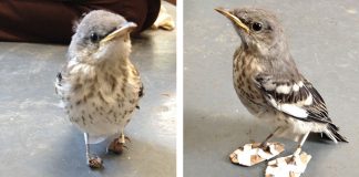 Este pássaro ferido recebeu “sapatos” para poder andar novamente