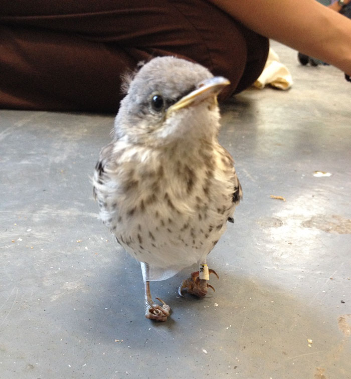 portalraizes.com - Este pássaro ferido recebeu "sapatos" para poder andar novamente