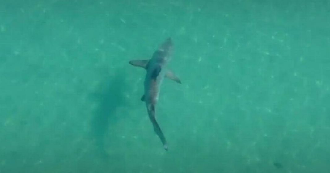 Vídeo mostra tubarões nadando na costa do Rio; especialistas associam ao isolamento social