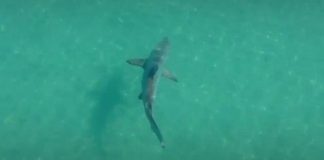 Vídeo mostra tubarões nadando na costa do Rio; especialistas associam ao isolamento social
