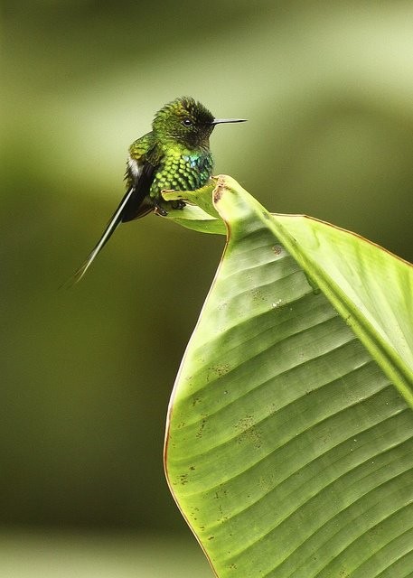 portalraizes.com - Mini beija-flor é o menor passarinho do mundo