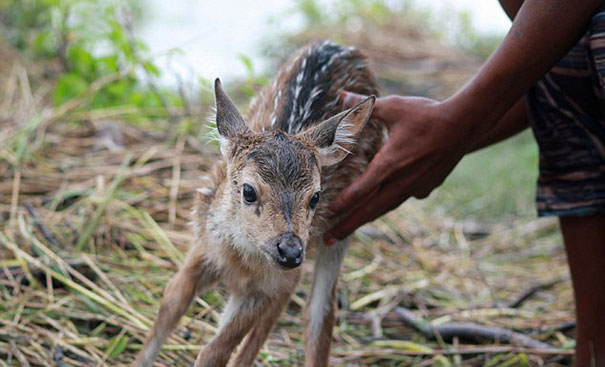 portalraizes.com - Garoto Herói: Arriscou a própria vida para salvar bebê cervo em enchente