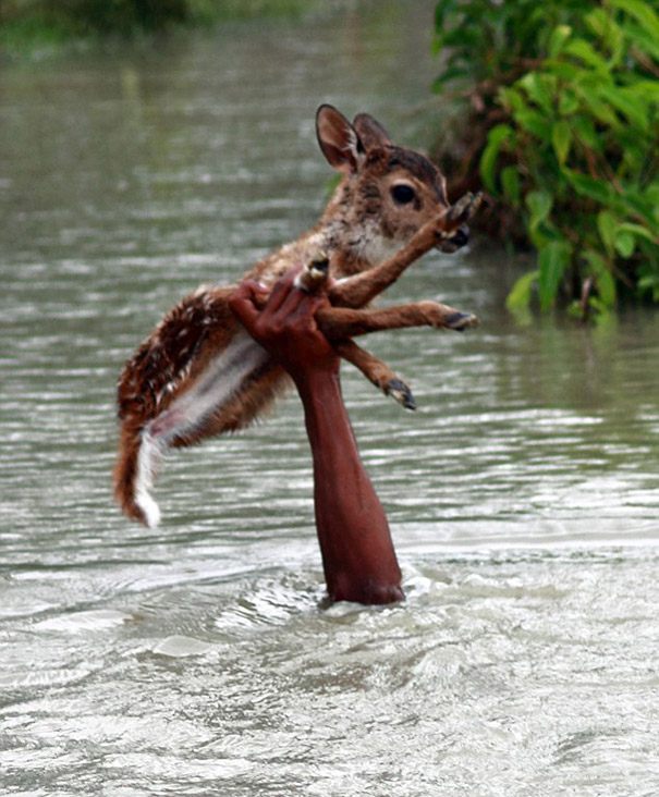 portalraizes.com - Garoto Herói: Arriscou a própria vida para salvar bebê cervo em enchente