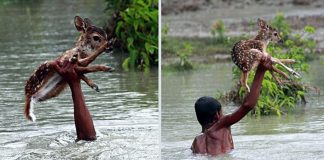 Garoto Herói: Arriscou a própria vida para salvar bebê cervo em enchente