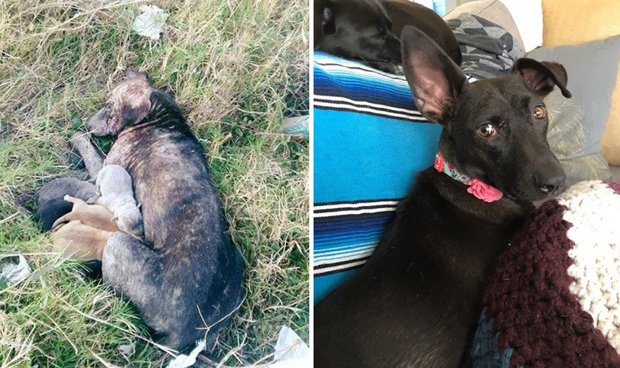 portalraizes.com - 20 antes e depois de cães resgatados que vão te convencer a adotar agora mesmo