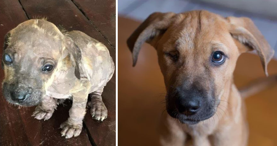 portalraizes.com - 20 antes e depois de cães resgatados que vão te convencer a adotar agora mesmo