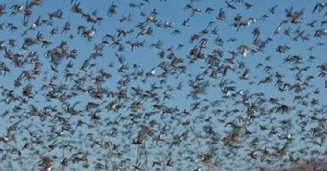 Nuvem de gafanhotos pode destruir 100% nas lavouras brasileiras, diz Embrapa