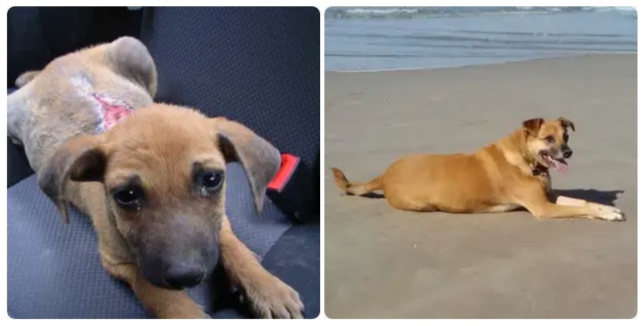 portalraizes.com - 20 antes e depois de cães resgatados que vão te convencer a adotar agora mesmo