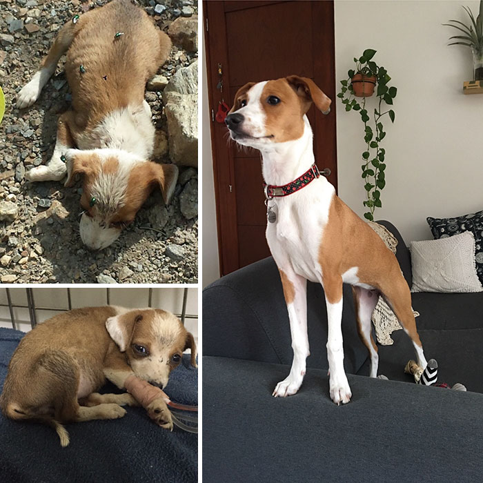 portalraizes.com - 20 antes e depois de cães resgatados que vão te convencer a adotar agora mesmo