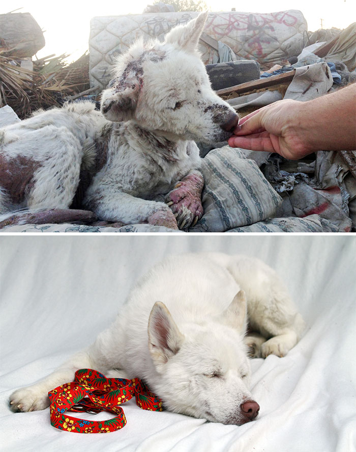 portalraizes.com - 20 antes e depois de cães resgatados que vão te convencer a adotar agora mesmo