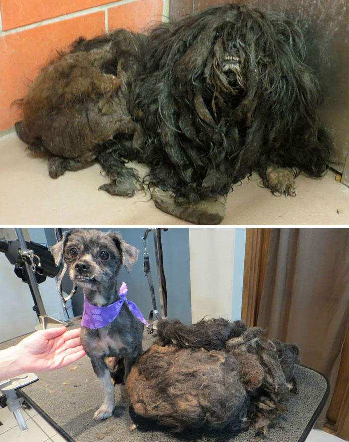 portalraizes.com - 20 antes e depois de cães resgatados que vão te convencer a adotar agora mesmo