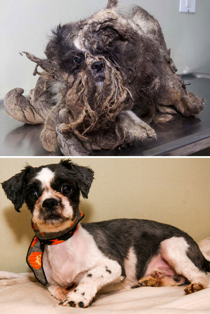 portalraizes.com - 20 antes e depois de cães resgatados que vão te convencer a adotar agora mesmo