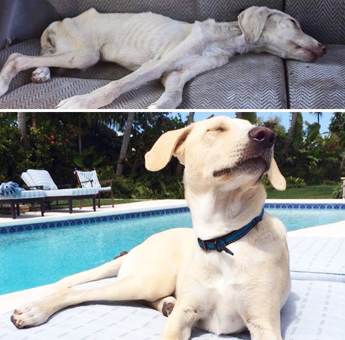 portalraizes.com - 20 antes e depois de cães resgatados que vão te convencer a adotar agora mesmo