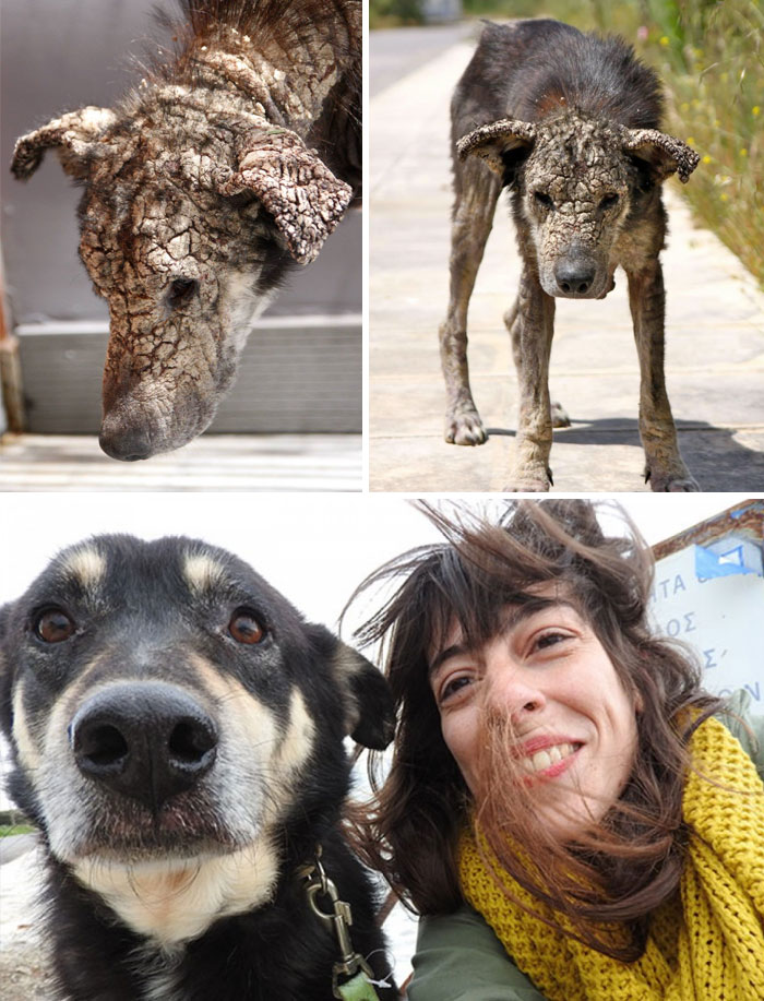 portalraizes.com - 20 antes e depois de cães resgatados que vão te convencer a adotar agora mesmo