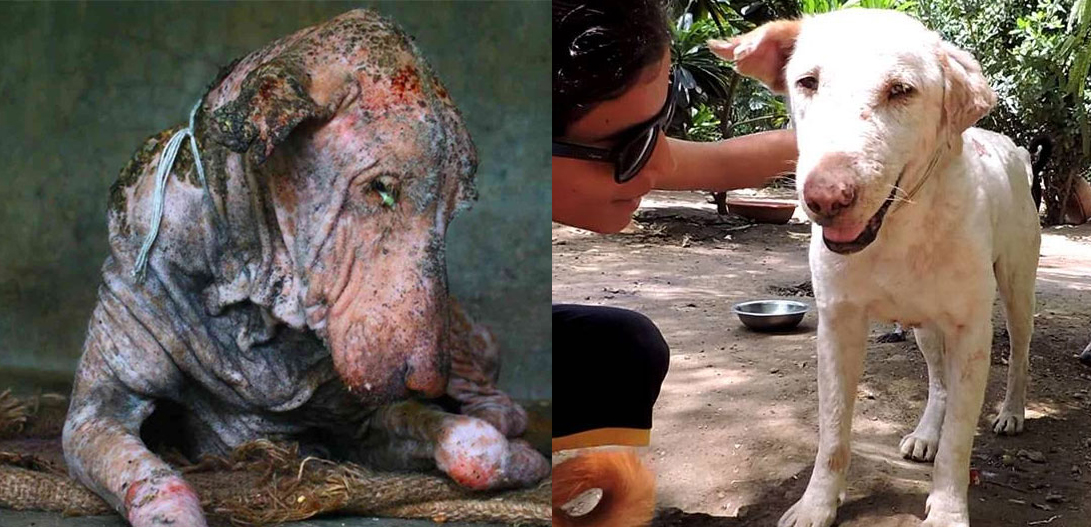 portalraizes.com - 20 antes e depois de cães resgatados que vão te convencer a adotar agora mesmo