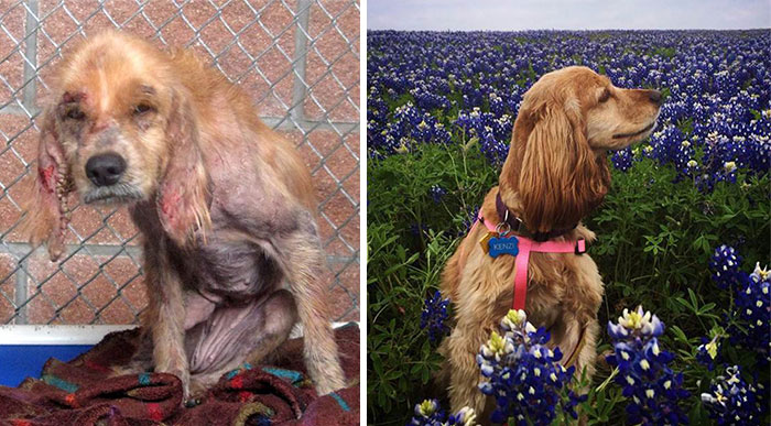 portalraizes.com - 20 antes e depois de cães resgatados que vão te convencer a adotar agora mesmo