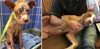 20 antes e depois de cães resgatados que vão te convencer a adotar agora mesmo