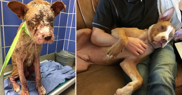 rescue-dogs-before-after-adoption-68-586b6f4a52219__700