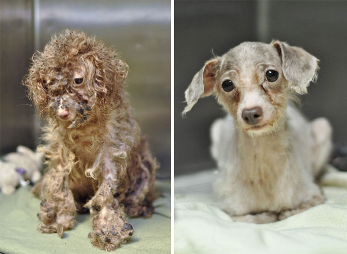 portalraizes.com - 20 antes e depois de cães resgatados que vão te convencer a adotar agora mesmo