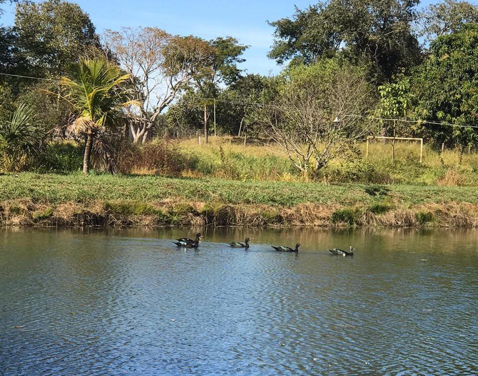 portalraizes.com - Esses patos selvagens, nadando em lago, são a pura imagem da serenidade