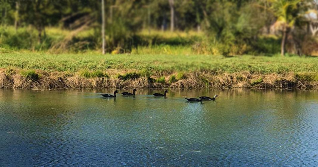 Esses patos selvagens, nadando em lago, são a pura imagem da serenidade
